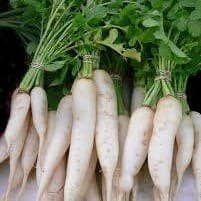 Radis blanc daikon