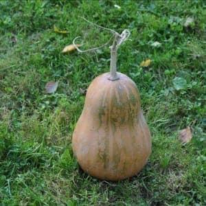 Courge Sucrine du Berry