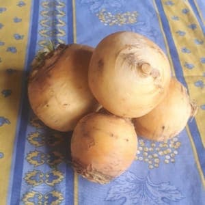 Navet boule d'or