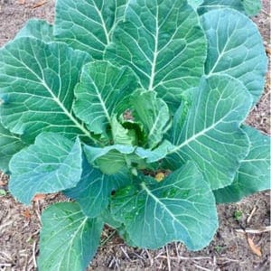 Plant de Chou fourrager 'Proteor'