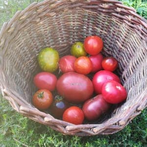 *Tomates