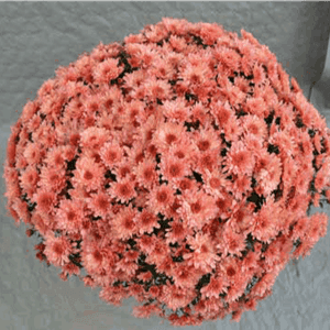 Pomponnette 21 cm rose