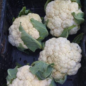 Chou fleur - poids et prix variable selon récolte