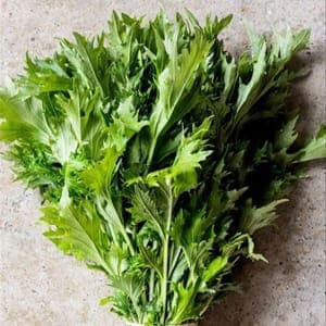 Bouquet de moutarde Mizuna