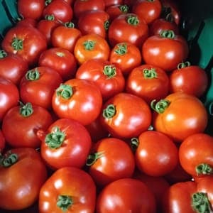 Tomates à farcir colis 10kg