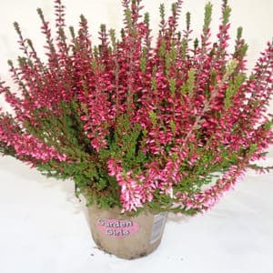 Calluna naturelle pot 13 cm