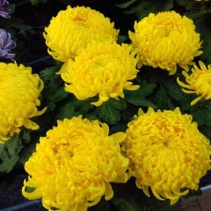 6/7 Têtes 27,5 cm jaune