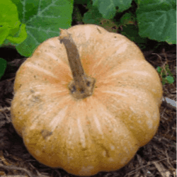 Courge Carat vendu à la pièce, facturée au kilo