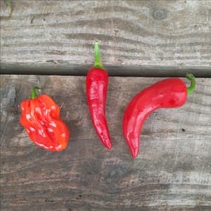 Piments trio - 1 Habanero, 1 Cayenne, 1 type Espelette
