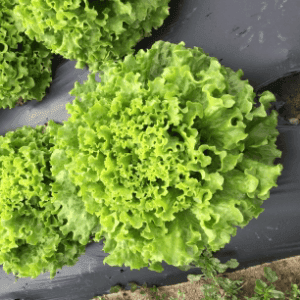 Batavia blonde origine Dracy St Loup