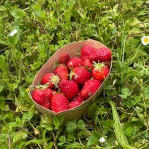 FRAISE