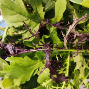 Mesclun asiatique