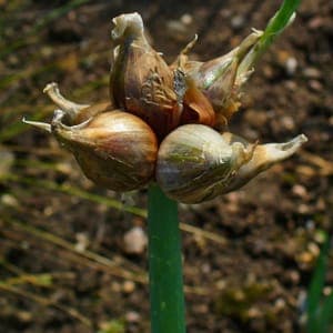 Plant d'Oignon rocambole 'Allium cepa f. proliferum'