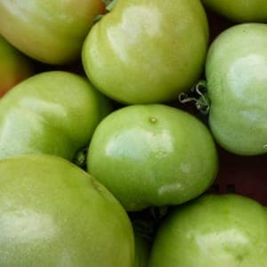 Tomates vertes