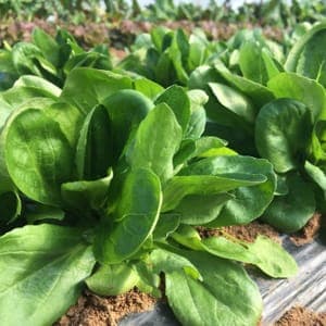 MACHE (Sachet de 178 grammes)