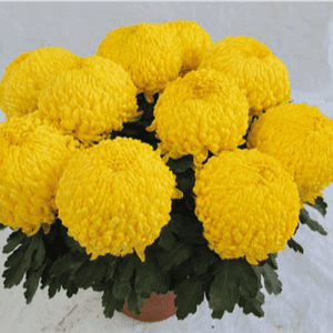 4/5 Têtes 26 cm jaune
