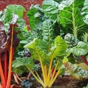 Plant de Blette couleur