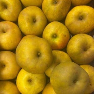 Pommier en racine nue variété