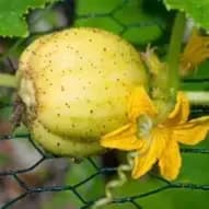 Concombres ronds bio