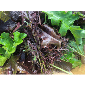 salade mesclun