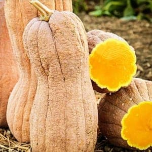 Courge Violina