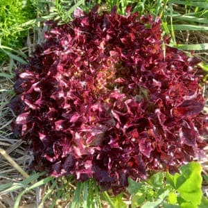 SALADE MULTIFEUILLE CISELEE