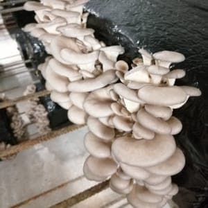 L'exploitation #2