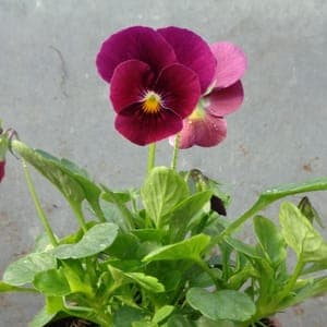 Viola rouge foncée