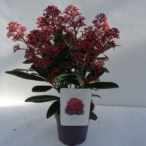 Skimmia
