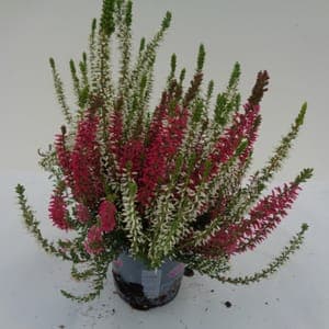 Calluna bicolore
