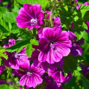 Plant de Mauve - vivace
