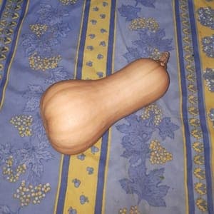 Butternut pièce de 1.5kg environ