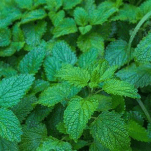 Mélisse citronnelle séchée bio sachet