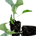 Plant chou brocoli