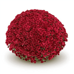 Pomponnette 21 cm rouge
