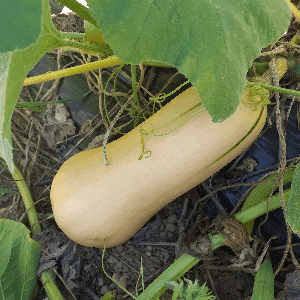Butternut 