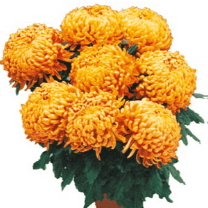 4/5 Têtes 19 cm cuivre