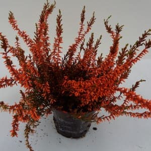 Calluna teintée orange pot 10 cm