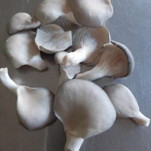 PLEUROTES