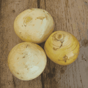 navet boule d'or