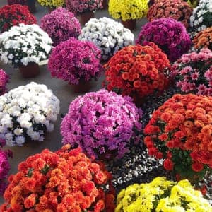 Chrysanthèmes unicolor 