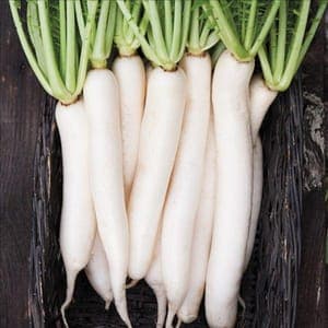 Radis Daikon