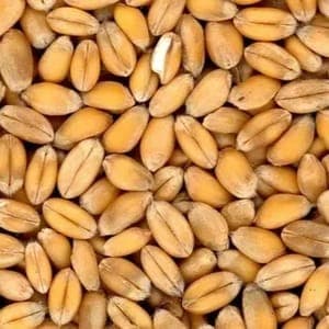 Farine de Blé Compléte