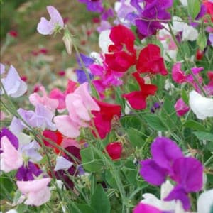 Plant de Pois de senteur - annuelle