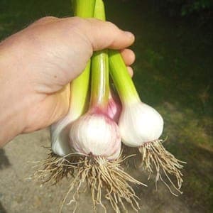 Ail frais