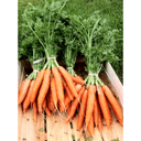 Carotte nouvelle Botte