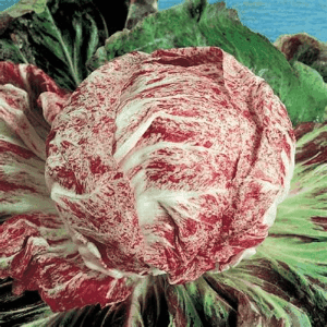 Chicorée Chioggia