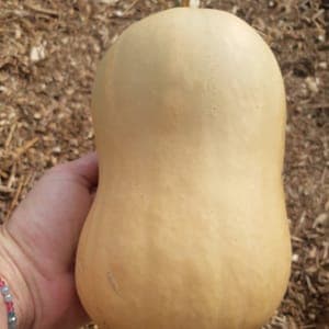 Butternut