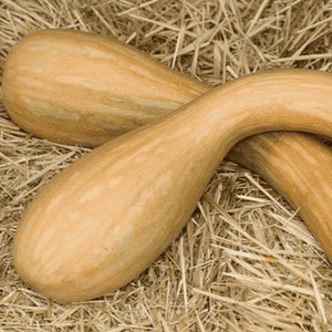 Plant de légume - COURGETTE Longue de Nice