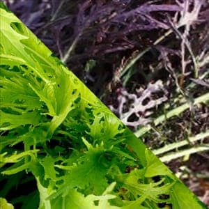 Mix Mizuna (les 6 en mini-motte)